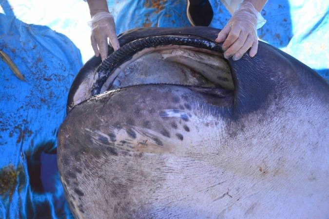 Cientistas vão estudar sobre tubarão raro encontrado em Sergipe