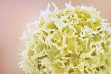 O estudo, publicado no site 'Cell Press', foi realizado em camundongos. Por meio dos processos testados, foi descoberto que os medicamentos já existentes para combater o vírus do HIV poderiam suprimir a transmissão do HTLV-1 -  (crédito: Instituto Nacional de Alergia e Doenças Infecciosas (NIAID))