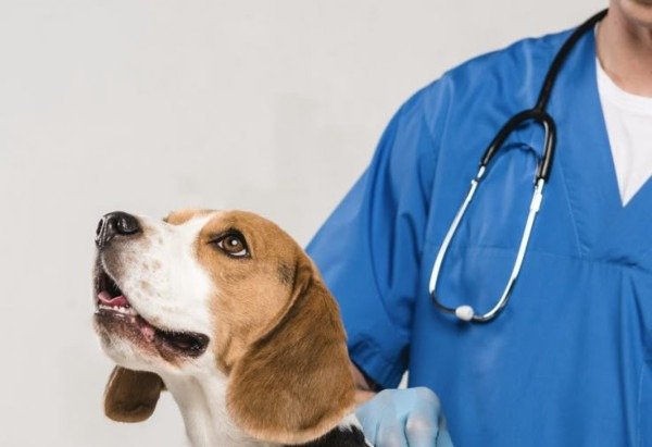 Reprodução/Pinterest