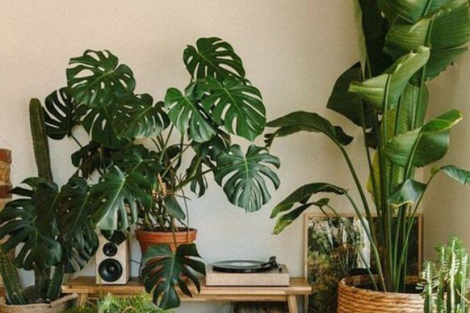 Aplicação da técnica com plantas 
é um dos métodos utilizados no feng shui