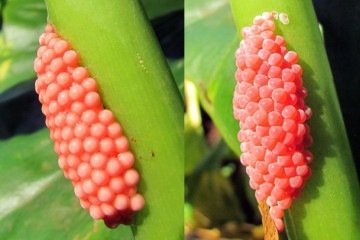 Ovos do caracol-maçã: ameaça chamativa -  (crédito: Walter Ishikawa/planetainvertebrados (site oficial))