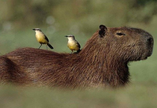 Reprodução/Pinterest