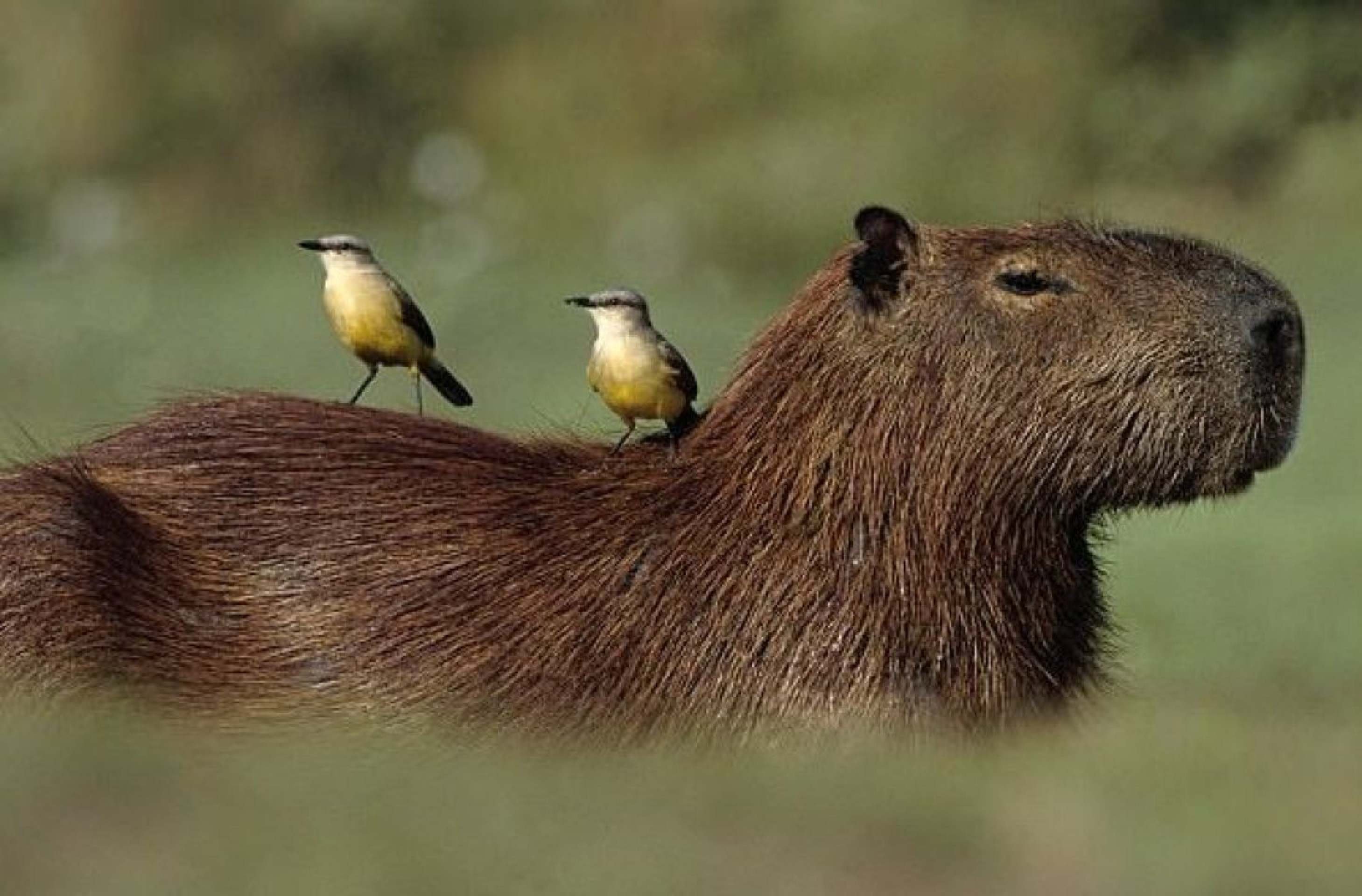 Capivaras convivem tranquilamente com outros animais