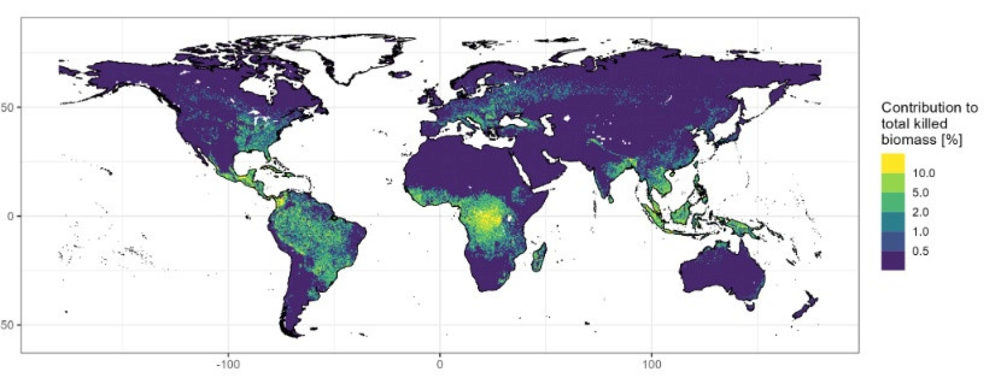 Mapa da contribuição dos raios para a biomassa total morta no planeta