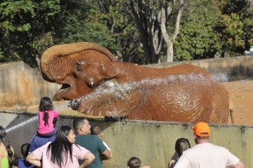 Zoológico também abrirá em todas as segundas-feiras do mês de julho - (crédito: Minervino Júnior/CB/D.A.Press) Zoológico também abrirá em todas as segundas-feiras do mês de julho - (crédito: Minervino Júnior/CB/D.A.Press)