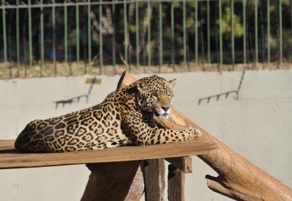 Onça-pintada é um dos animais mais admirados no Zoológico -  (crédito: Minervino J&uacute;nior/CB/D.A.Press) -Onça-pintada é um dos animais mais admirados no Zoológico -  (crédito: Minervino J&uacute;nior/CB/D.A.Press)