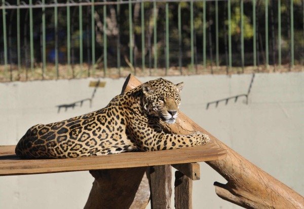 Minervino Júnior/CB/D.A.Press