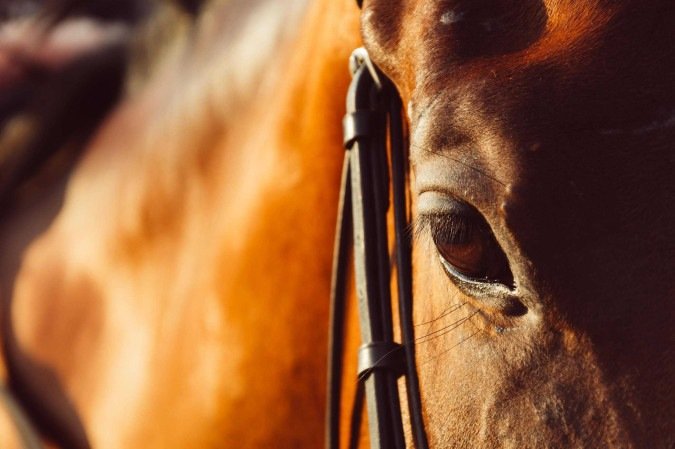 Treinador é condenado à prisão por espancar e matar cavalo nos EUA