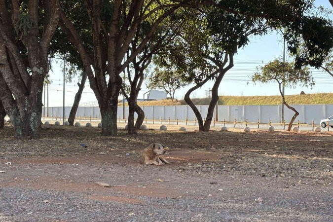 Cachorros atacam pessoas no DF