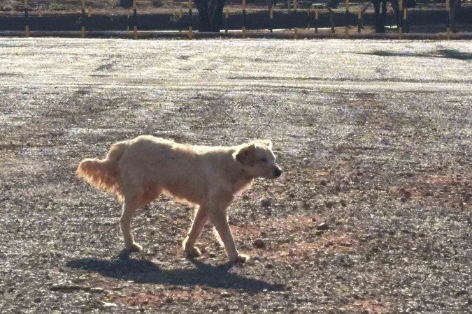 Cachorros atacam pessoas no DF