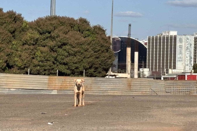 Moradores relatam ataques de cachorros em algumas vias da capital -  (crédito: Leonardo Rodrigues/CB/DA Press)