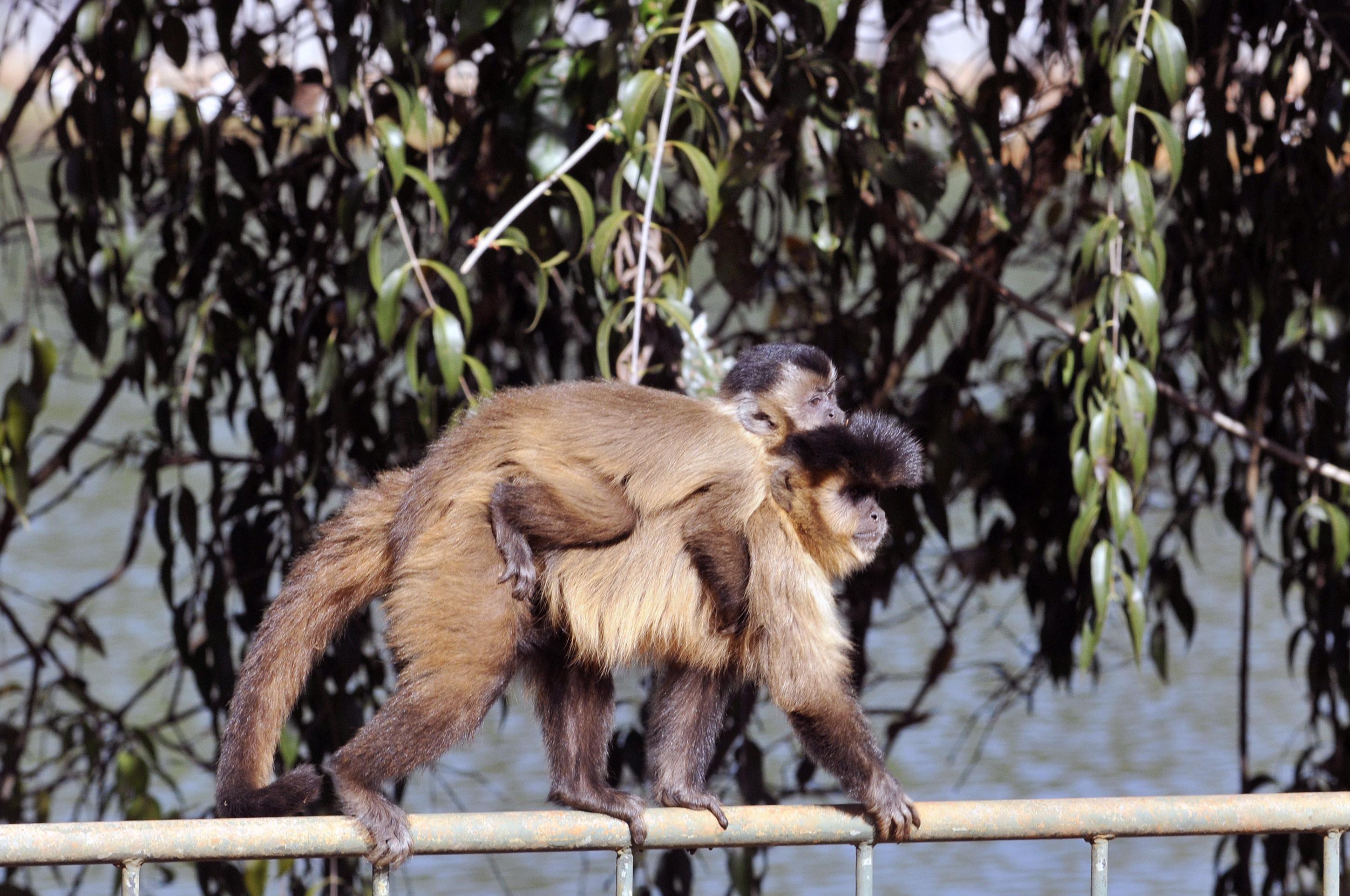 Macaco prego passeia com filhote pelos recintos do zoo