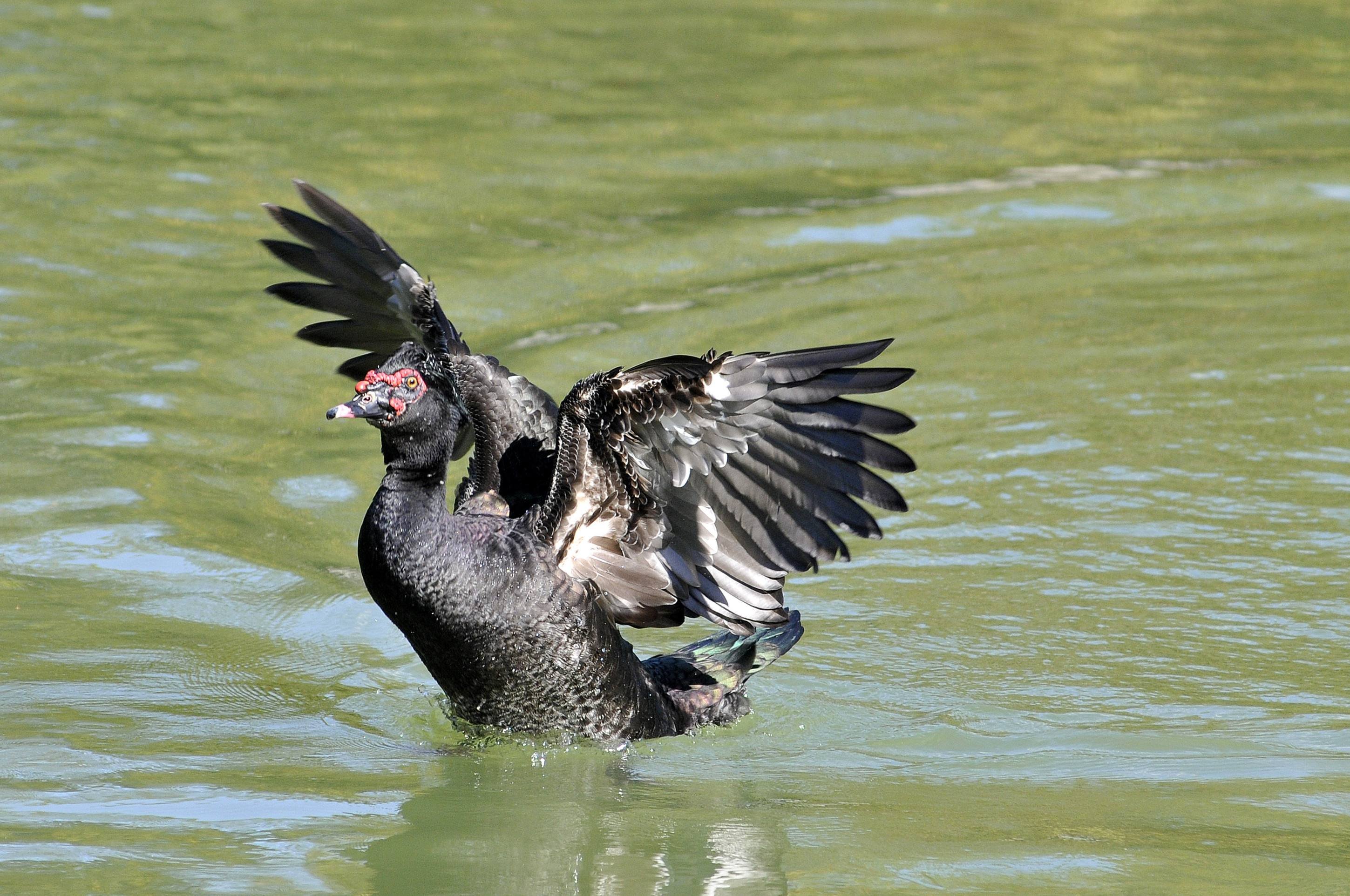  Pato do Mato, conhecido popularmente como Pato Selvagem
