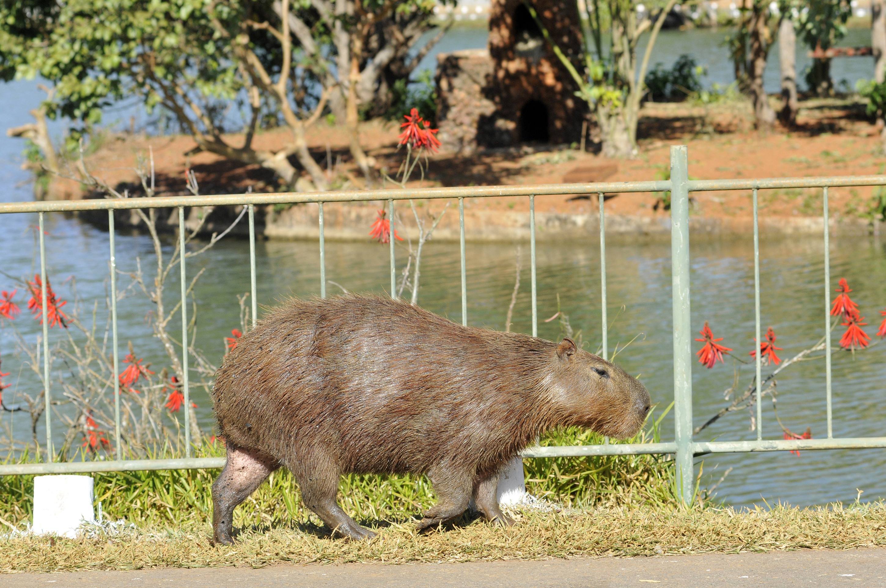  Presença marcante nas ruas da capital próximas ao lago Paranoá, a capivara também é atração do zoo 