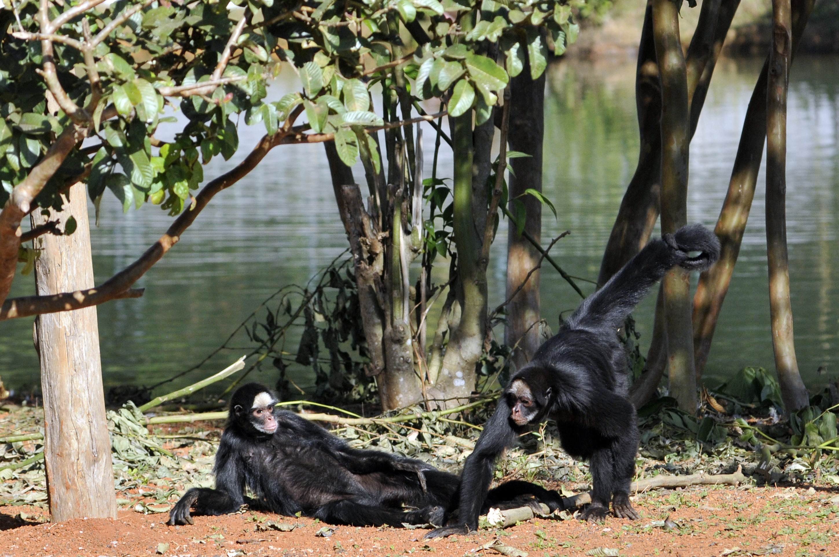 Chicão, um macaco-aranha-de-testa-branca, veio do Zoológico de Goiânia para se juntar à fêmea Kika, residente em Brasília desde 2019