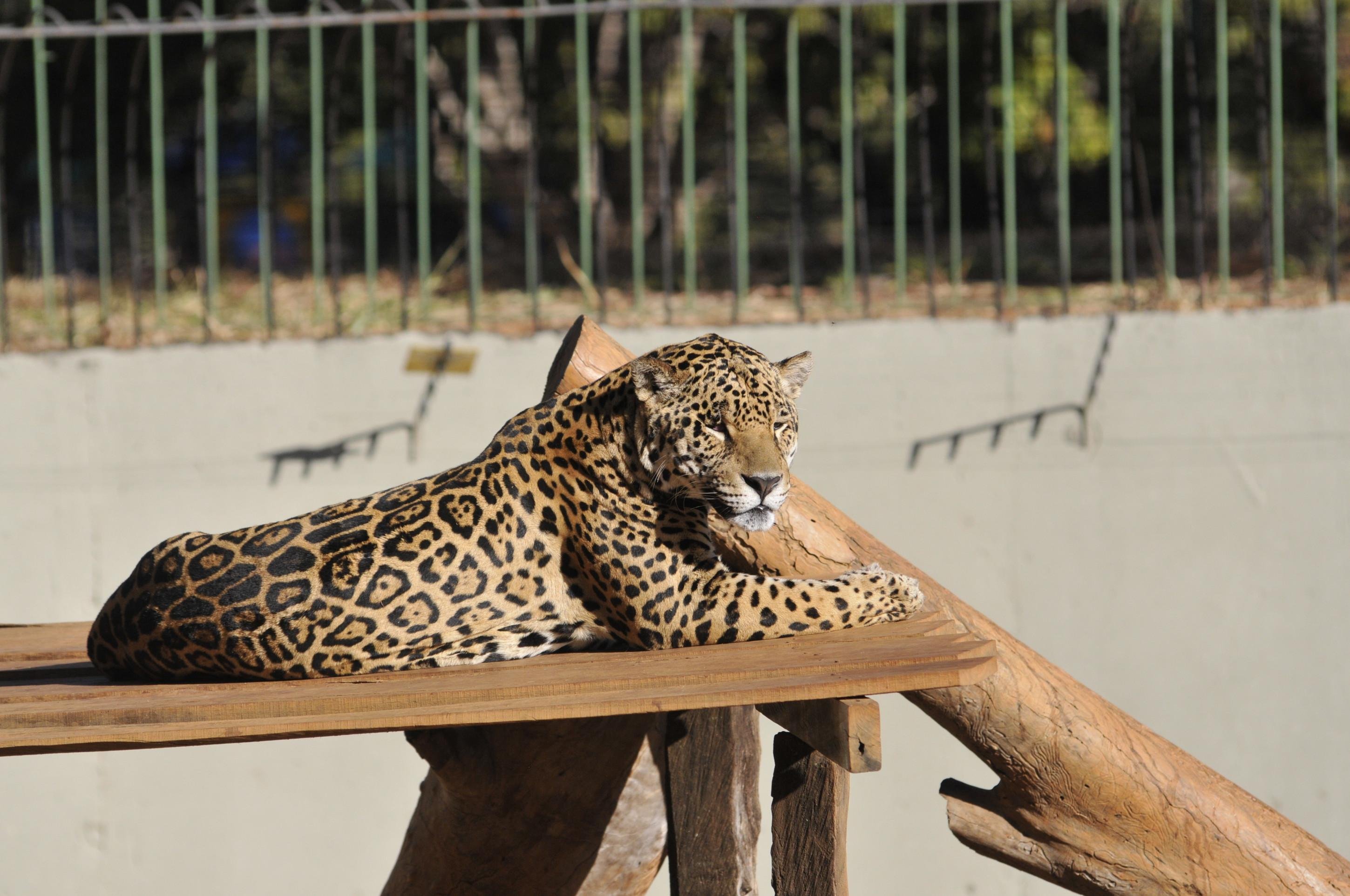 Zoo de Brasília vai escolher entidade para atuar no Experiência Animal 