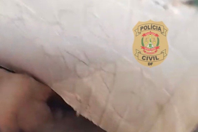 Quatro filhotes jÃ¡ foram adotados, entretanto, o resto ainda aguarda um lar. -  (crédito: PCDF/DivulgaÃ§Ã£o)