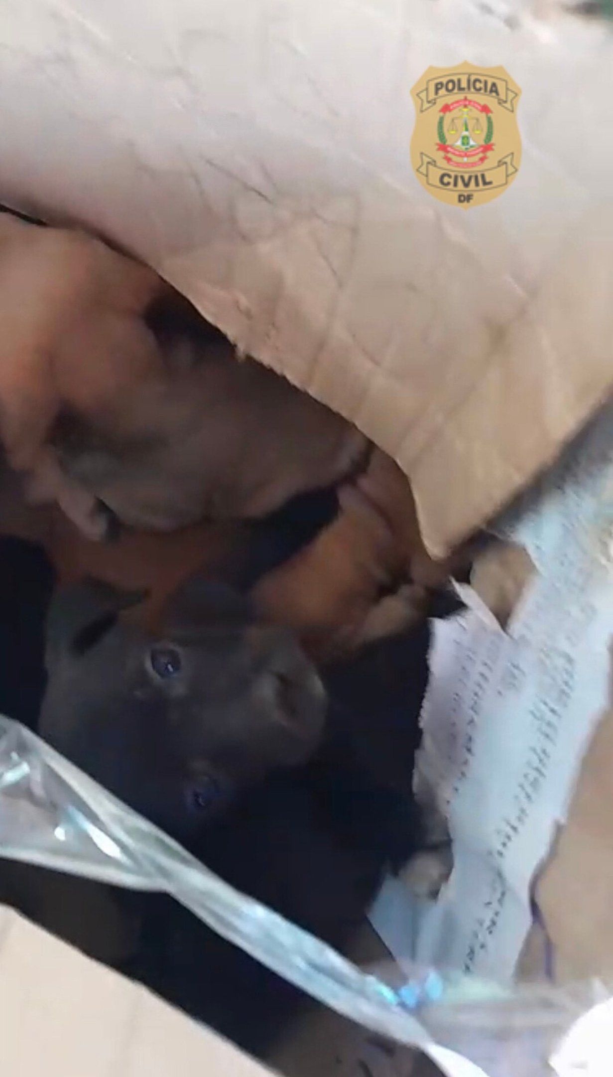 Casal que abandonou filhotes de cachorro é identificado e indiciado