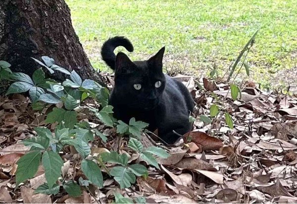 Reprodução / John Lednicky