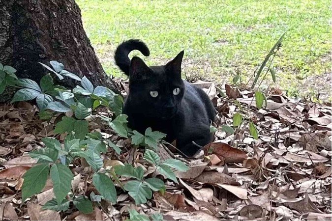Pepper, o gato cientista - (crédito: Reprodução / John Lednicky) Pepper, o gato cientista - (crédito: Reprodução / John Lednicky)