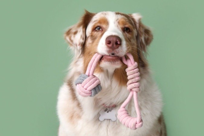 Alguns nomes são ideais para cachorros com muita energia (Imagem: Pixel-Shot | Shutterstock) - (crédito: EdiCase) Alguns nomes são ideais para cachorros com muita energia (Imagem: Pixel-Shot | Shutterstock) - (crédito: EdiCase)