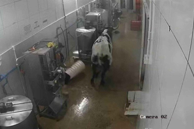 Vaca andou pelos corredores de fábrica no Ceará -  (crédito: Reprodução)