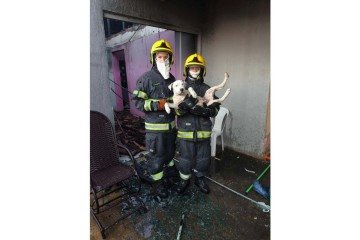 Os cães foram resgatados durante o combate às chamas -  (crédito: Divulgação/CBMGO)