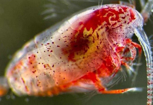 Profesor Daniel J. Mayor @oceanplankton