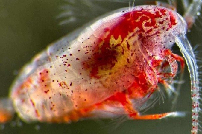 Fêmeas de copépodes com depósitos de gordura no corpo - (crédito: Profesor Daniel J. Mayor @oceanplankton) Fêmeas de copépodes com depósitos de gordura no corpo - (crédito: Profesor Daniel J. Mayor @oceanplankton)