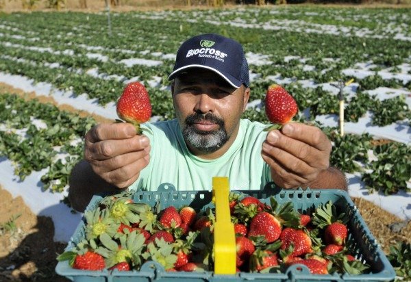 Minervino Júnior/CB/D.A.Press