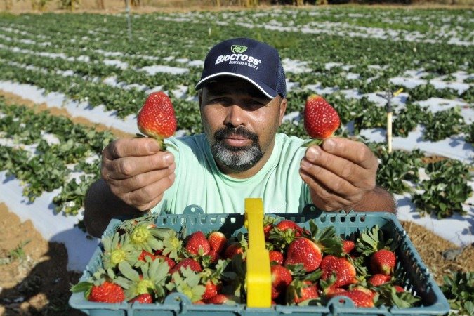 Marcos da Silva Almeida é produtor de morango há 10 anos em Brazlândia -  (crédito: Minervino JÃºnior/CB/D.A.Press)