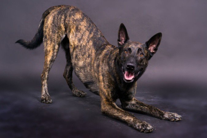 O pastor holandês se destaca como uma das raças mais completas entre os cães pastores (Imagem: Ivan Zelenin | Shutterstock) -  (crédito: EdiCase)