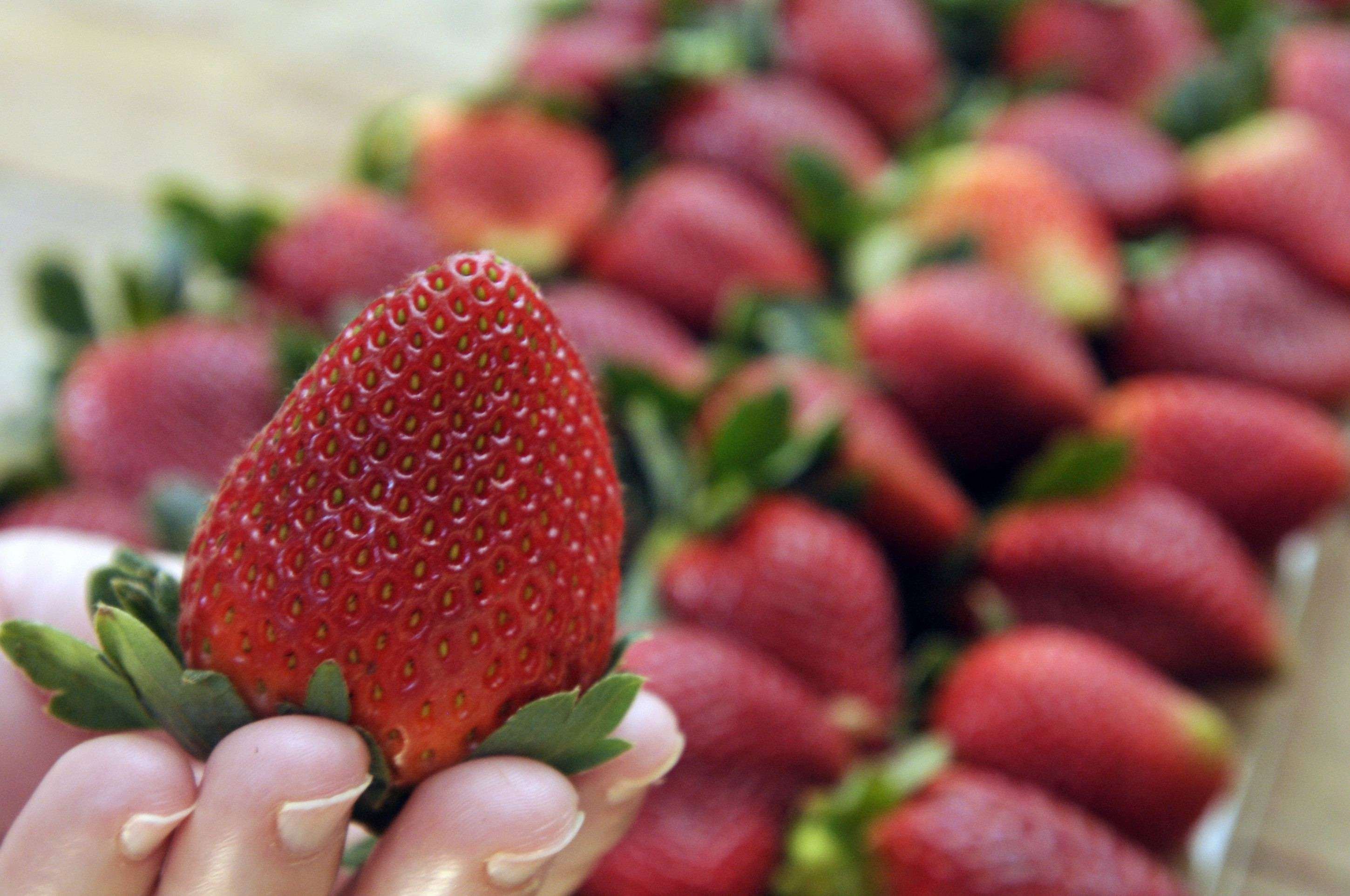 Festa do Morango celebra o auge da safra em Brazlândia; DF tem 584 produtores