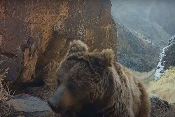 O urso-de-gobi foi avistado nas paísagens deserticas da Mongólia -  (crédito: Reprodução/The wild ones/Apple TV+)