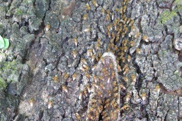 Espécies únicas como a Schwarziana chapadensis ea  Caupolicana Gaullei só existem em altitudes elevadas da região -  (crédito: Cedida ao Correio)