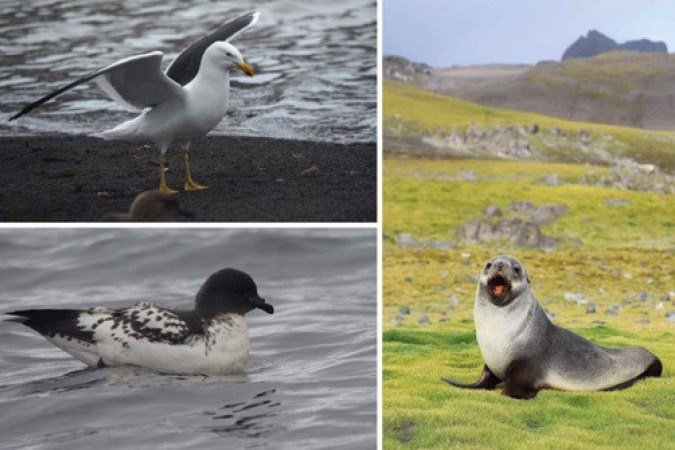 Pesquisadores encontraram cepas do vírus H5N1 em um gaivotão (Larus dominicanus), um leão-marinho-antártico (Arctocephalus gazella) e um petrel-pintado (Daption capense) - (crédito: Maria Ogrzewalska/Fiocruz) Pesquisadores encontraram cepas do vírus H5N1 em um gaivotão (Larus dominicanus), um leão-marinho-antártico (Arctocephalus gazella) e um petrel-pintado (Daption capense) - (crédito: Maria Ogrzewalska/Fiocruz)