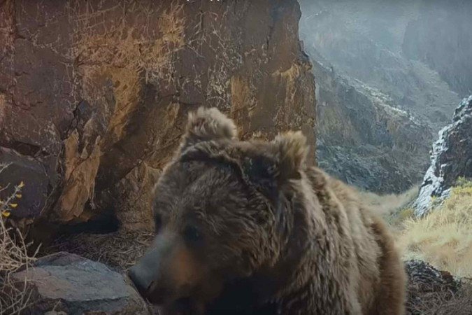 O urso-de-gobi foi avistado nas paísagens deserticas da Mongólia - (crédito: Reprodução/The wild ones/Apple TV+) O urso-de-gobi foi avistado nas paísagens deserticas da Mongólia - (crédito: Reprodução/The wild ones/Apple TV+)