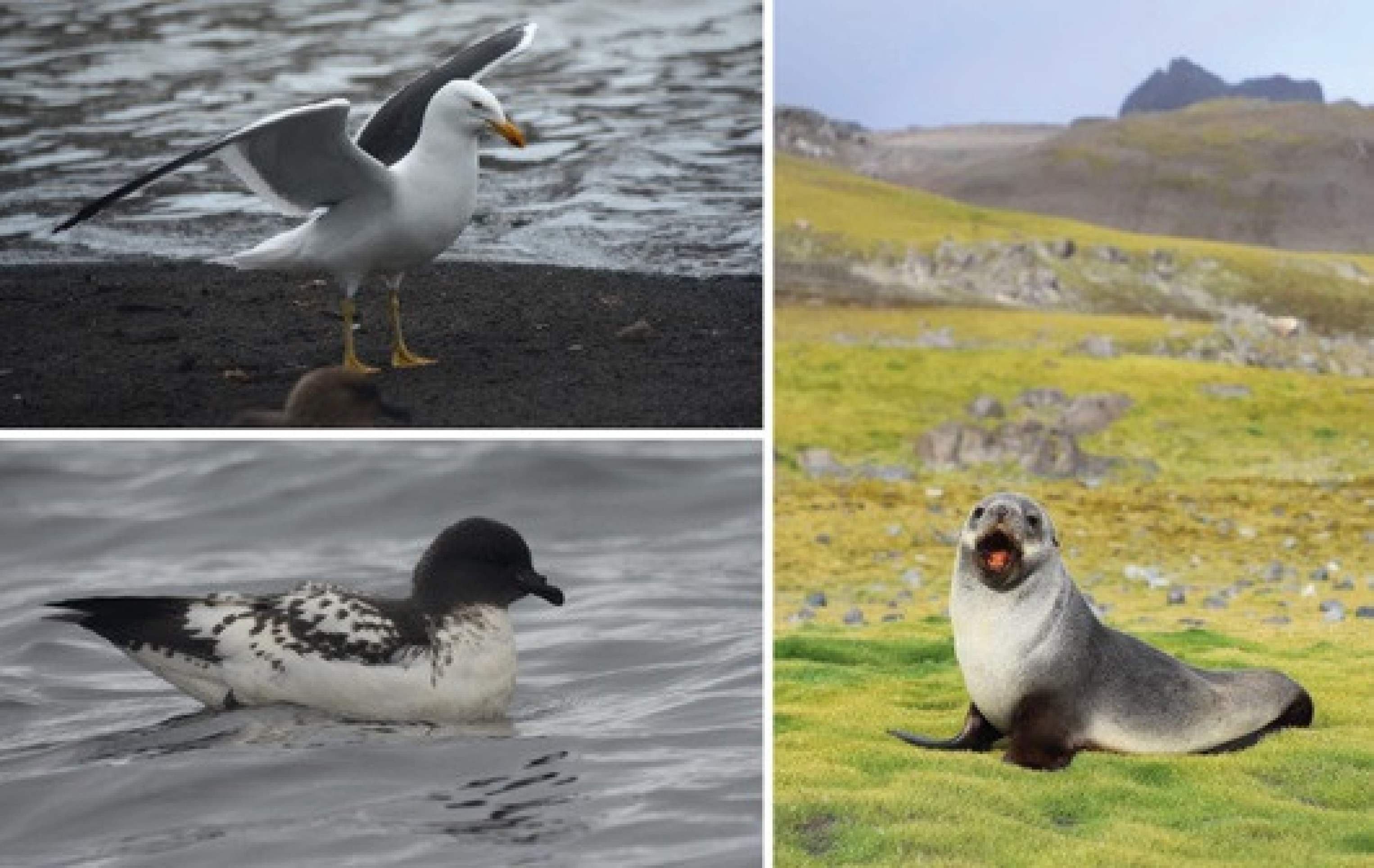 Pesquisadores da Fiocruz detectam vírus da gripe aviária na Antártica