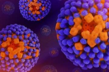Anticorpos (em laranja) tentam neutralizar o vírus causador da gripe, capaz de liberar proteínas que acordam células metastáticas - (crédito: NIAID/Divulgação ) Anticorpos (em laranja) tentam neutralizar o vírus causador da gripe, capaz de liberar proteínas que acordam células metastáticas - (crédito: NIAID/Divulgação )