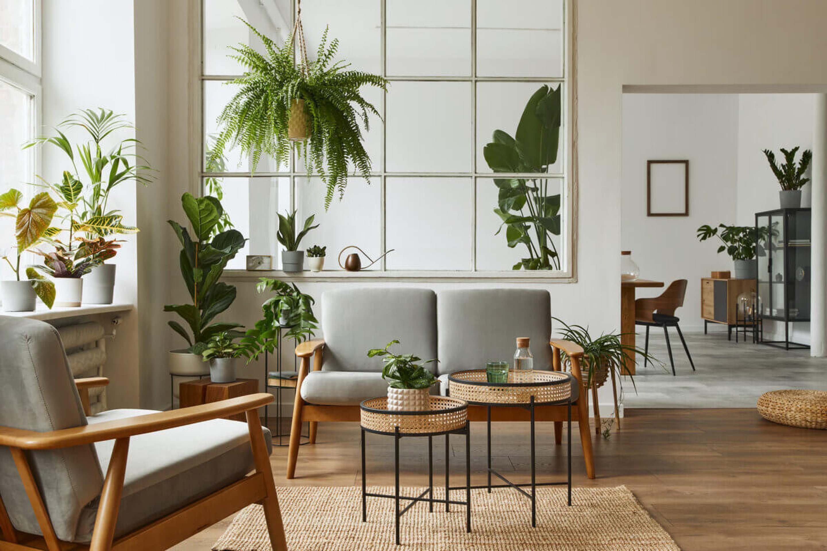 3 dicas para transformar os ambientes com plantas na decoração