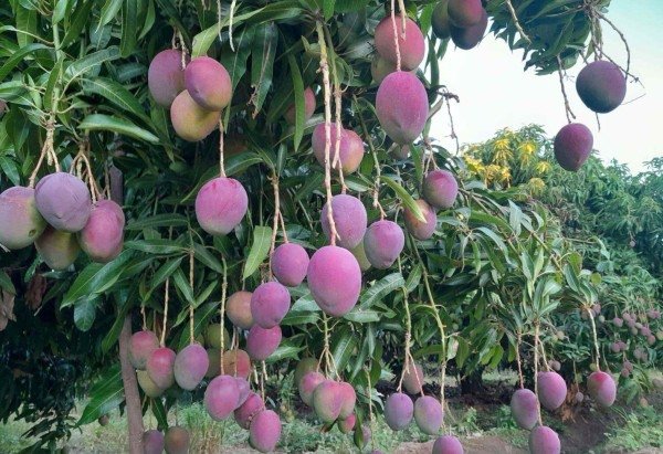 Dado Galdieri/Bloomberg via Getty Images