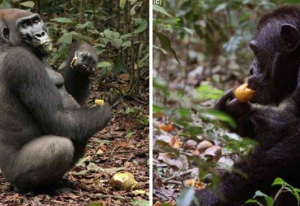 Catherine Hobaiter Universidade de St Andrews