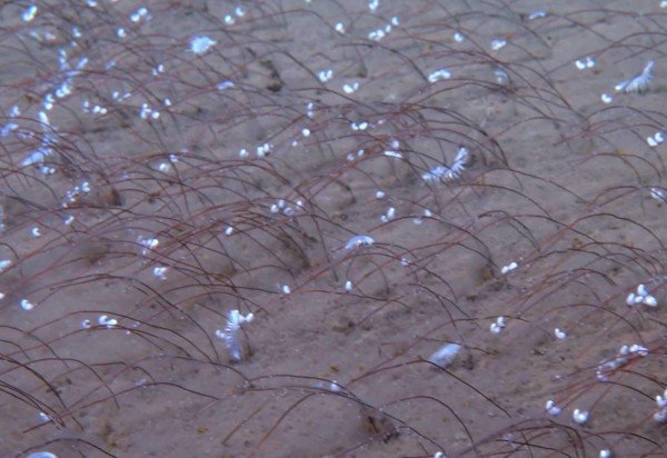 Instituto de Ciência e Engenharia de Águas Profundas, CAS (IDSSE, CAS)