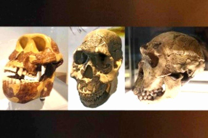 Fósseis de três espécies diferentes dos hominídeos apresentam características comuns, indicando as opções da nova dieta - (crédito: Reprodução) Fósseis de três espécies diferentes dos hominídeos apresentam características comuns, indicando as opções da nova dieta - (crédito: Reprodução)