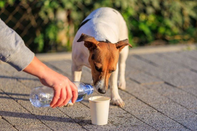 Pequenas ações fazem toda diferença na vida de animais indefesos (Imagem:
Gagarin Iurii | Shutterstock) - (crédito: EdiCase) Pequenas ações fazem toda diferença na vida de animais indefesos (Imagem:
Gagarin Iurii | Shutterstock) - (crédito: EdiCase)