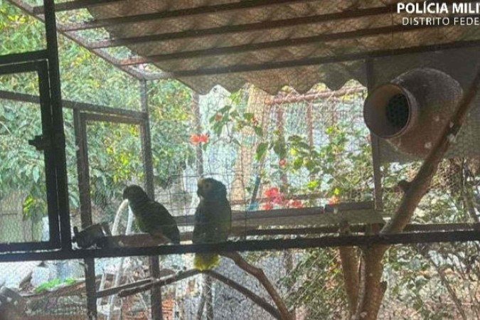 As aves foram resgatadas e levadas para o Centro de Triagem de Animais Silvestres (CETAS/Ibama) - (crédito: Divulgação/PMDF) As aves foram resgatadas e levadas para o Centro de Triagem de Animais Silvestres (CETAS/Ibama) - (crédito: Divulgação/PMDF)