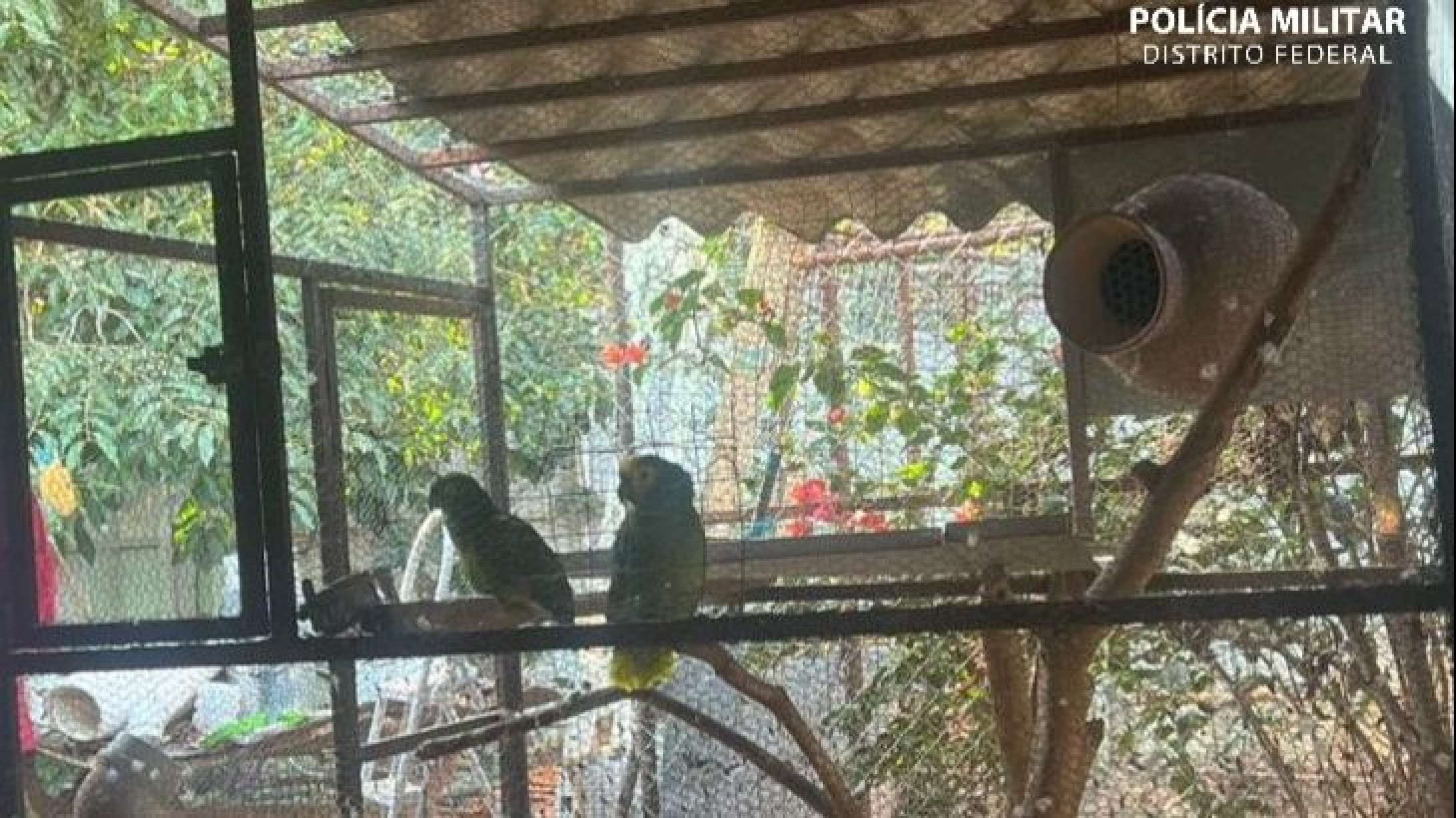 Papagaios criados em cativeiro são resgatados no Guará