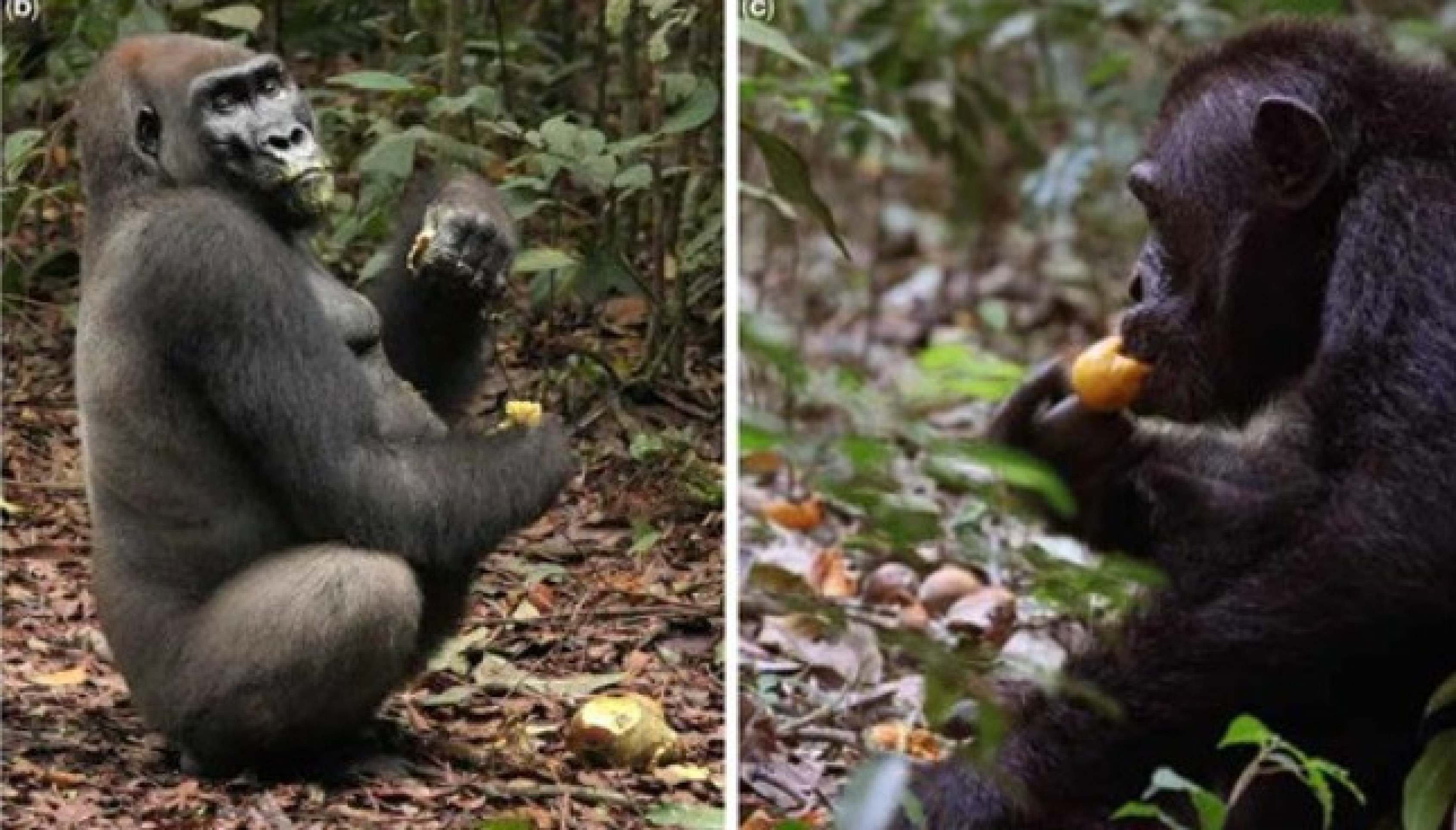 A exemplo dos macacos, ancestrais dos humanos gostavam de banquetes e bebidas alcoólicas 