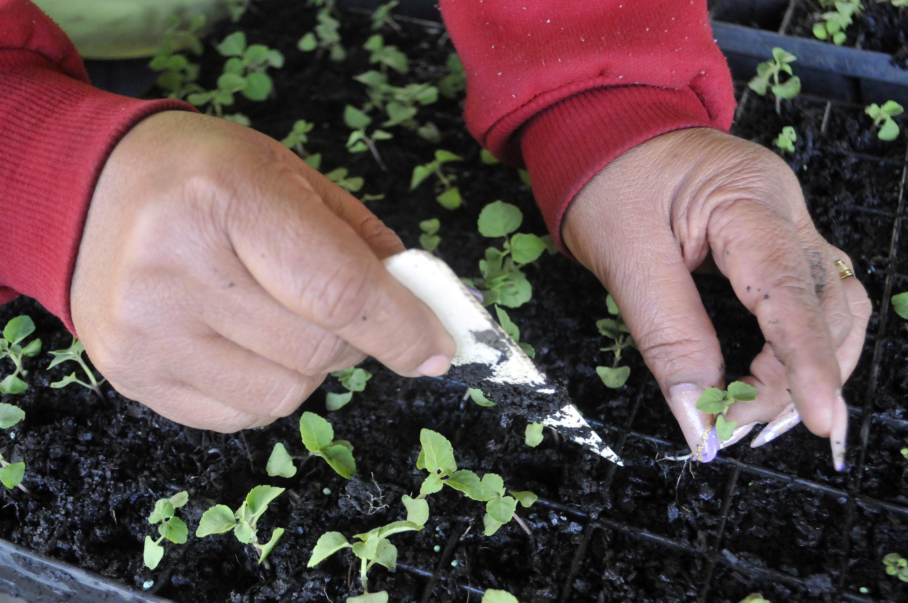 As mão das reeducandas do sistema prisional produzem mudas e flores