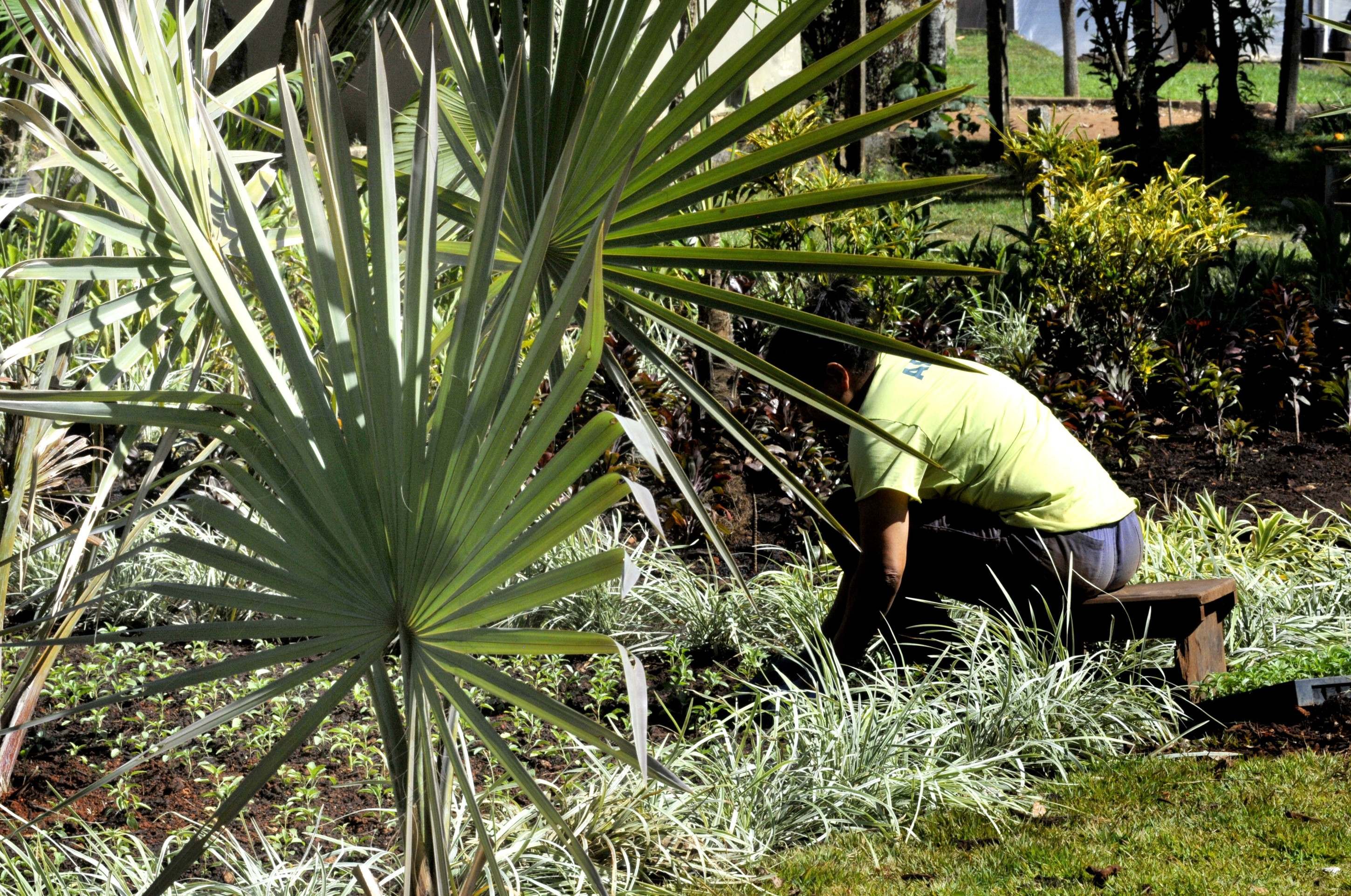 120 reeducandas trabalham nos viveiros da Novacap